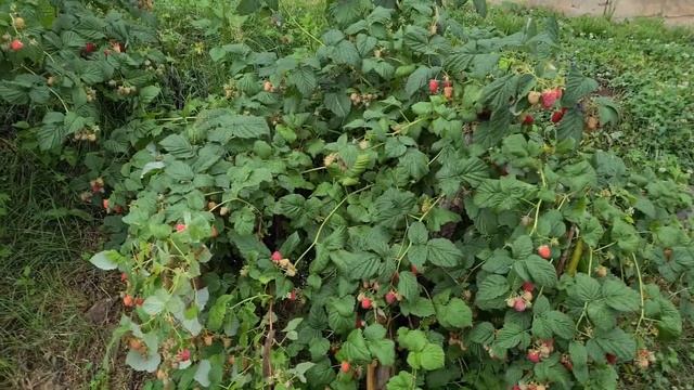 ОГРОМНЫЙ УРОЖАЙ МАЛИНЫ! КАК ЭТО БЫЛО! Удачи на Даче! смотреть онлайн