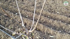 Формировка черешни на сильнорослом подвое (антипка, колт). Вертикально лидерная крона ознакомления.