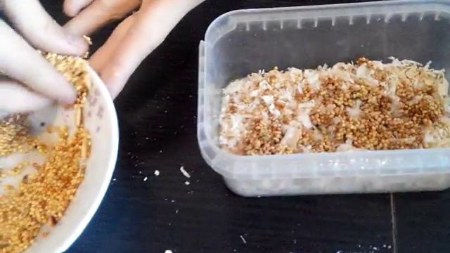 Растения для хомяков и попугаев смотреть онлайн