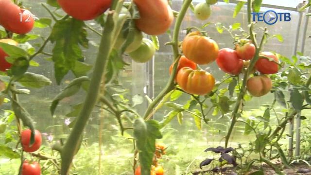 Спасаем помидоры / ТЕО ТВ 12+ смотреть онлайн