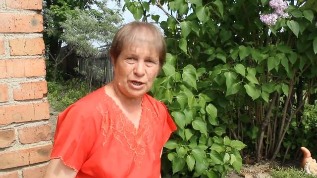 Три сорта сирени привитые на одном кусте смотреть онлайн