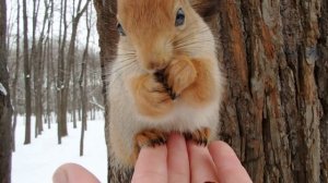 Красивая белка с большими глазами