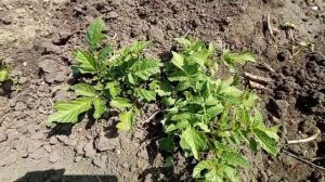 КОГДА ВЫСАЖИВАТЬ РАССАДУ В ОТКРЫТЫЙ ГРУНТ? СРОКИ ВЫСАДКИ РАССАДЫ ТОМАТОВ. ЧТО ВЫРАЩИВАЮТ НА КУБАНИ?