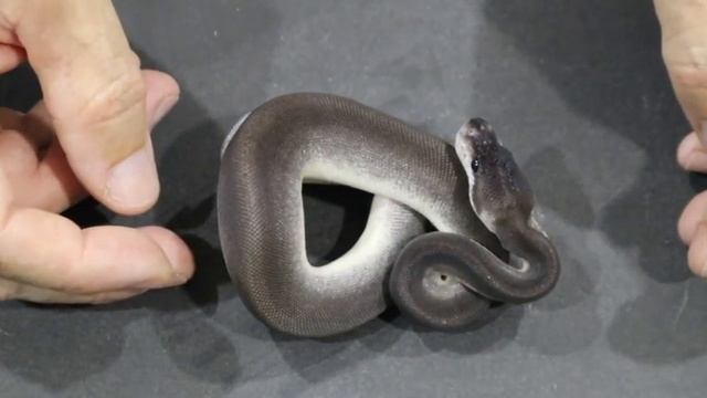 Ball Pythons; 1500 Subscriber Giveaway смотреть онлайн