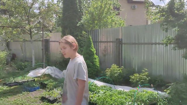 Как я поливаю свою рассаду. смотреть онлайн