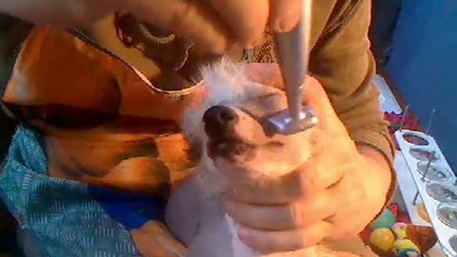 Chinese Crested Yasmin in the barbershop смотреть онлайн