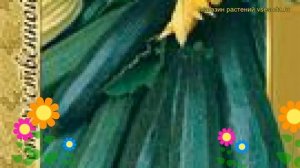 Кабачок Цукеша (Кабачок Tsukesha). Краткий обзор, описание характеристик, где купить семена Tsukesh