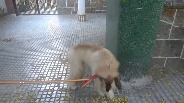 Афганская борзая смотреть онлайн