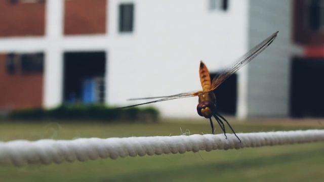Nikon D3400 focusing test смотреть онлайн