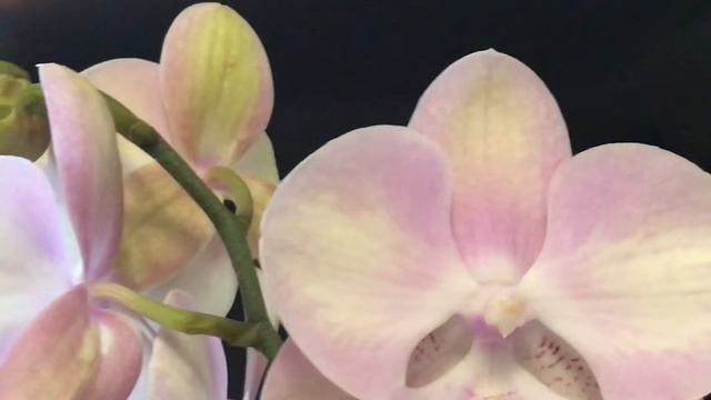 💙💛Phal Venetian Carnival big lip перлина моєї колекції #orchid #beautiful #ukraine #kyiv #wow смотреть онлайн