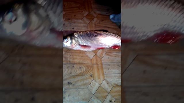 Мой Сиамский котёнок Соня смотреть онлайн