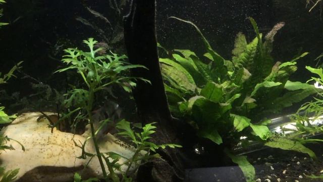 BAP Thorichthys meeki, Firemouth Cichlids смотреть онлайн