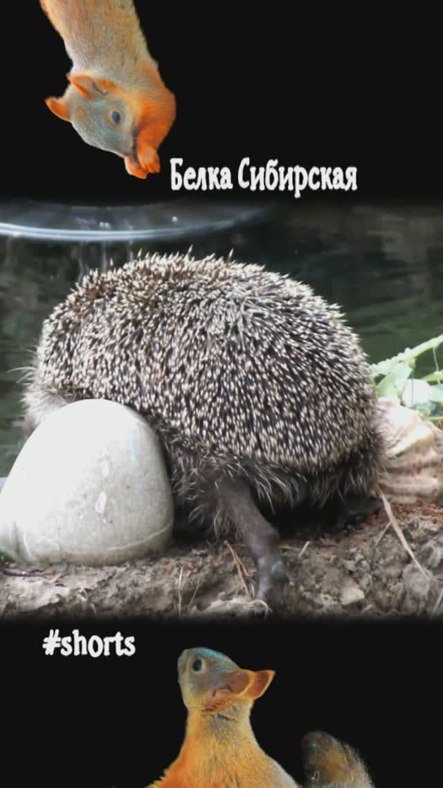 Ежик часто приходит попить