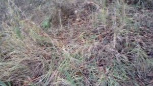 Краткий обзор спиннинга Zemex Extra S-732UL.  Плюс рыбалка.