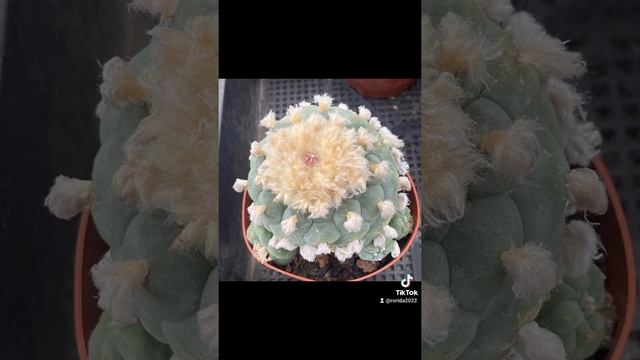 agave cactus lophophora adenium plumeria haworthia aloe多肉植物アガベ Агаваハオルシア하워시아 succulent astrophytum смотреть онлайн