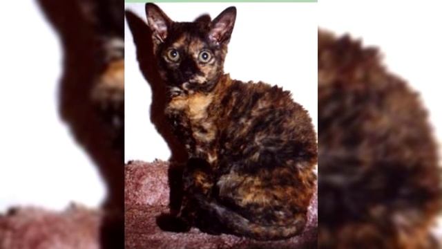 Немецкий рекс. Плюсы и минусы, Цена, Как выбрать, Факты, Уход, История смотреть онлайн