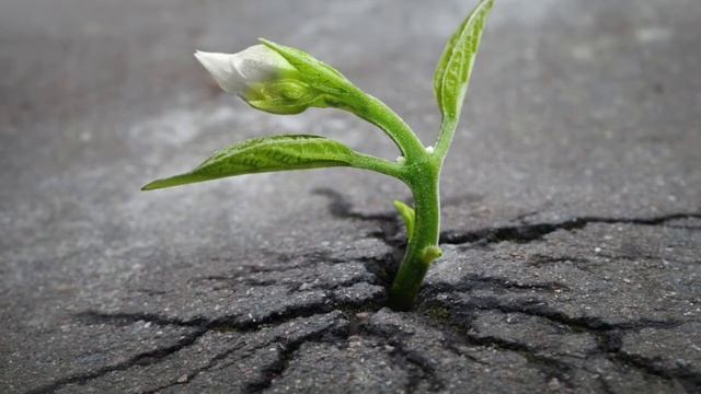 " СКВОЗЬ АСФАЛЬТ " стихотворение . Елена Мутовкина ( Давыденко). смотреть онлайн