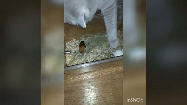 Кот,мышь и мадагаскарский шипящий таракан смотреть онлайн