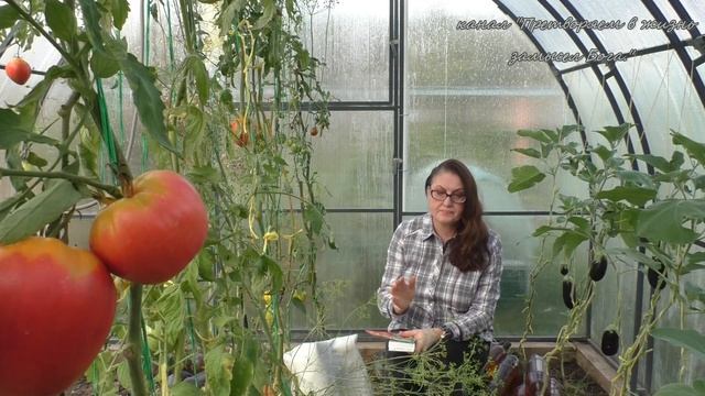 Обработка теплицы в октябре смотреть онлайн