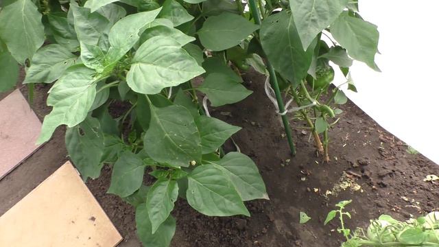 Сладкий перец сорт ЛЕСЯ, на кустике и в разрезе. смотреть онлайн