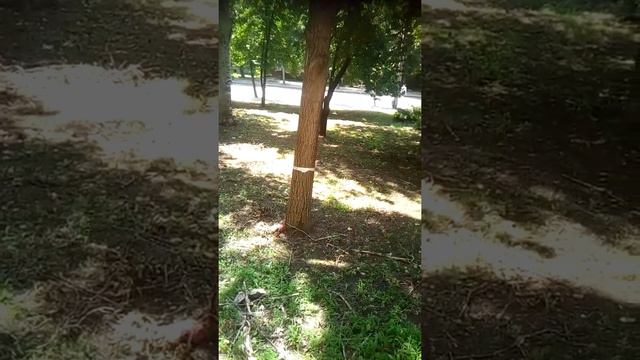 Это продолжение бездеятельности я так теперь думаю Зеленого хозяйства центрально городского района смотреть онлайн