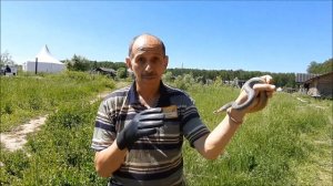 Не бойтесь, это желтобрюх