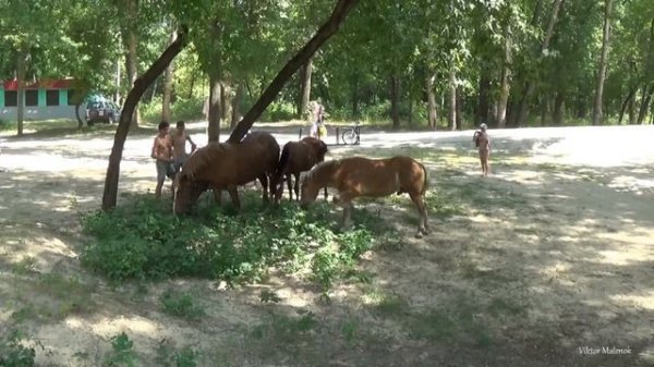 Лошади на пляже Horses on the beach