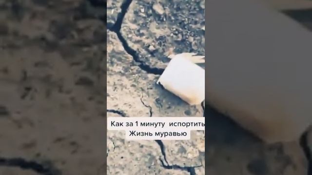 Как подставить муравья перед пацанами?! смотреть онлайн