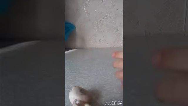 Как отмыть любые пятна с петов?