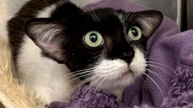 Все обходили стороной этого котёнка, с большими ушами... Он еле пищал, зовя на помощь! смотреть онлайн