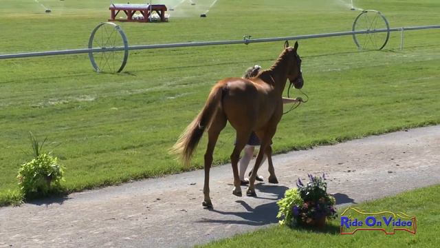 407J1 Casey Hyllestad on Rainbows to Riches Novice 3-Day Jog 1 Rebecca Farm July 2019 смотреть онлайн
