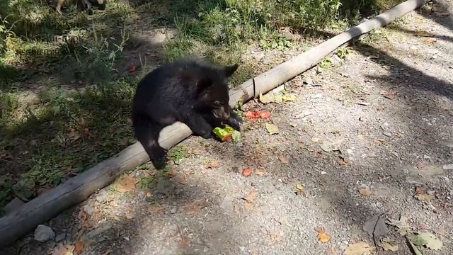 ХИЩНИКИ ПРИМОРСКОГО САФАРИ-ПАРКА КУШАЮТ АРБУЗ смотреть онлайн