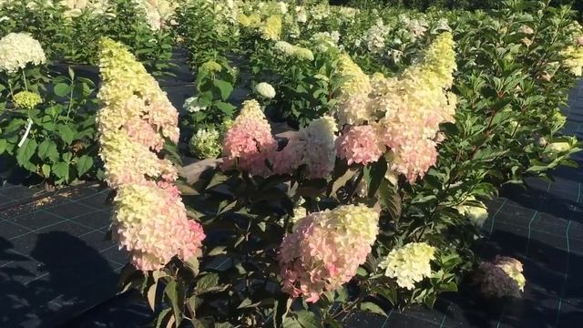 Гортензия метельчатая Фрайз Мельба смотреть онлайн