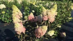 Гортензия метельчатая Фрайз Мельба