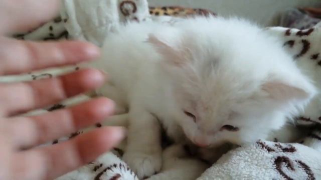 Турецкая ангора котёнок