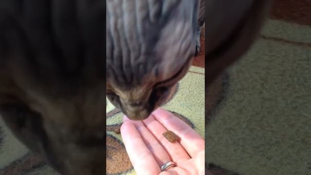 Смешной лысый кот злится, но ест с руки. смотреть онлайн