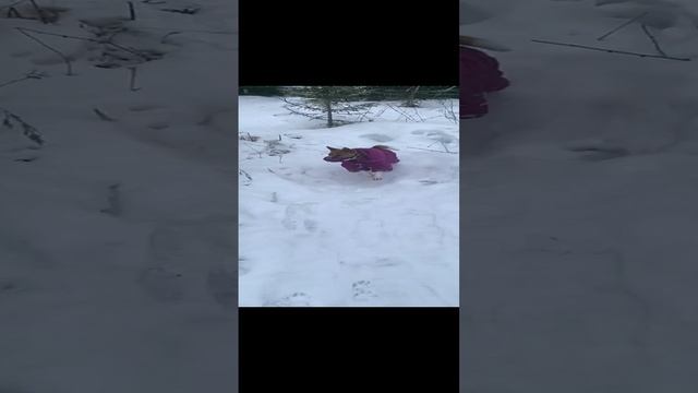 Вася и Салли