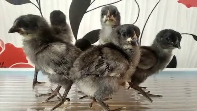 Синь-синь-дянь (голубое яйцо ) 11 сиь смотреть онлайн