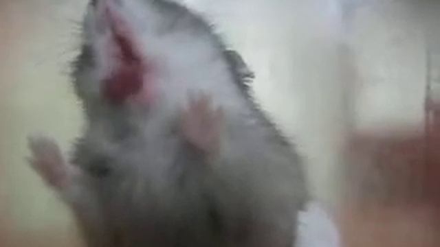 Смешное видео про хомяка ДОМАШНИЙ ДЖУНГАРСКИЙ ХОМЯК Видео про джунгариков Канал про животных смотреть онлайн