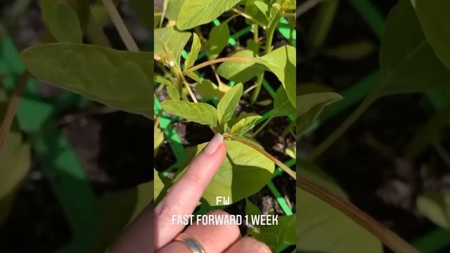 Grow-A-Long Amaranthus смотреть онлайн