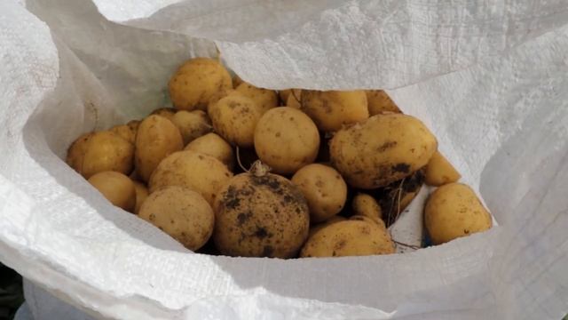 Картофелекопалки Русич 4U1, КТН 2020 смотреть онлайн