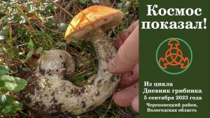 Космос показал! Дневник грибника 5 сентября 2023 года