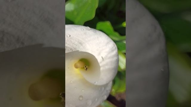 Сочи❤Цветут каллы на клумбе в апреле?жучки спрятались от дождя смотреть онлайн