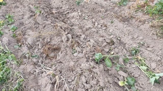 ЗАПАХАТЬ СИДЕРАТЫ минитрактором? ЭТО НЕ ТАК ПРОСТО КАК КАЖЕТСЯ!!! смотреть онлайн