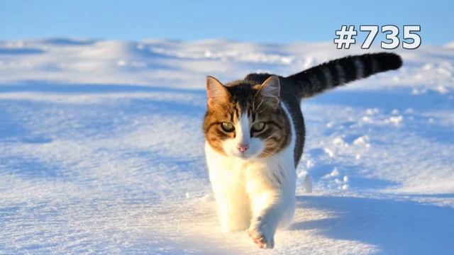 #735. Коты (В мире животных)
