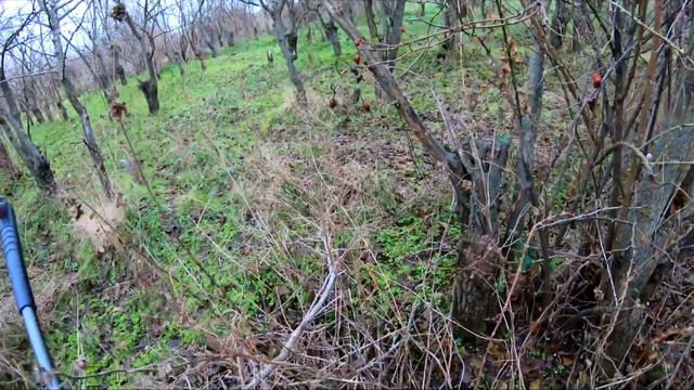 С ПНЕВМАТИКОЙ на ФАЗАНА в КОМЫШЕ!! ФАЗАН ВЫСКОЧИЛ ИЗ ПОД НОГ! ОХОТА смотреть онлайн