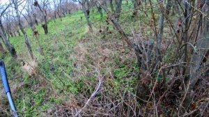 С ПНЕВМАТИКОЙ на ФАЗАНА в КОМЫШЕ!! ФАЗАН  ВЫСКОЧИЛ ИЗ ПОД НОГ! ОХОТА