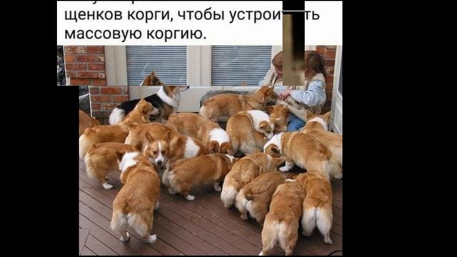 приколы про животных | мемы | демотиваторы | позитив #116 💖🔆🤪 смотреть онлайн