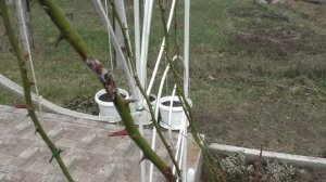 Инфекционный ожог у роз - причины  Как спасти розу