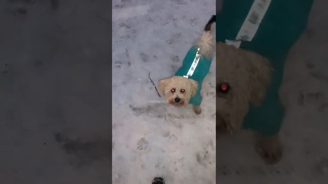 Ленивый,замёрзший бишон выполняет команды 🐶 смотреть онлайн